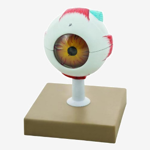 Economy Human Eye Model