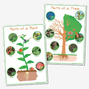 Parts Of Plant And Tree Poster