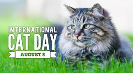 International Cat Day 2021