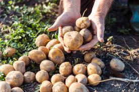 Rooted in Essex Soil: Welcoming Fairfields Crisps to Our Range
