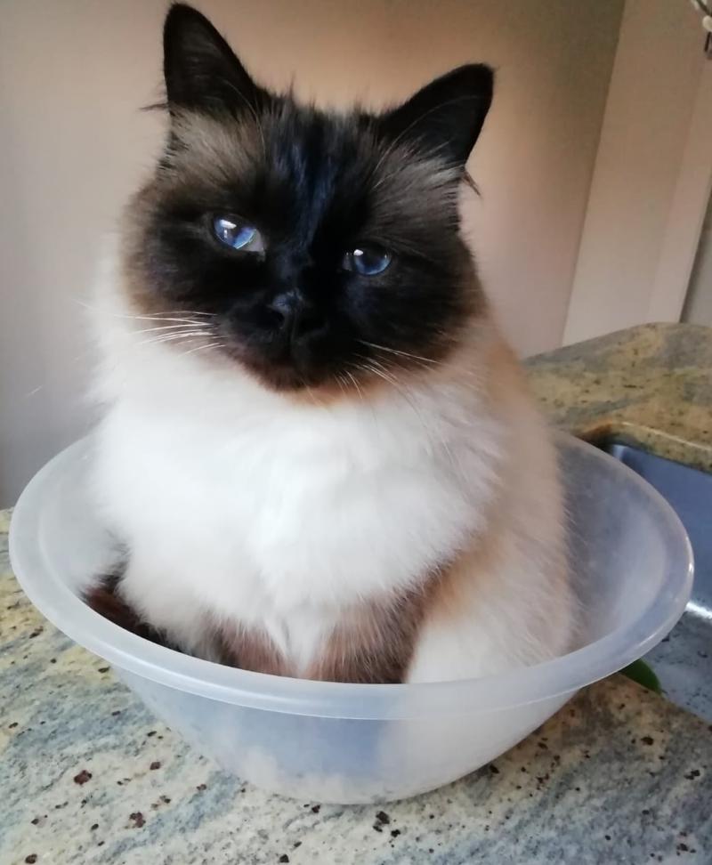 Missy Mixing Bowl 1 