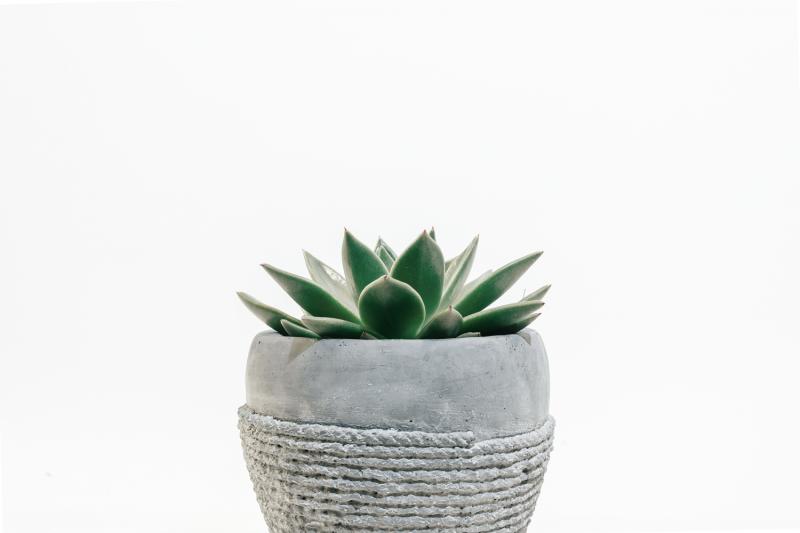 small plant in pot
