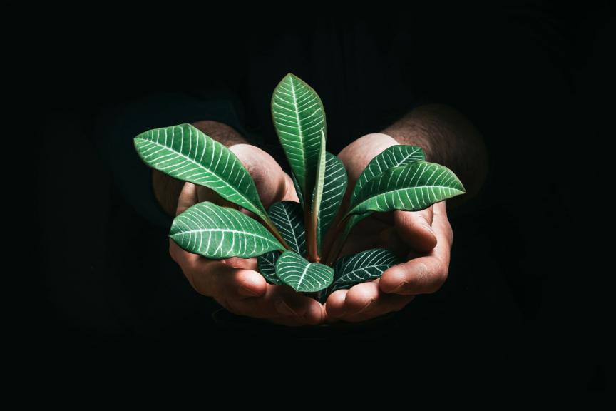 Plant in open hands 