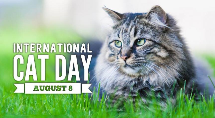 Grey cat lying down with text International Cat Day 